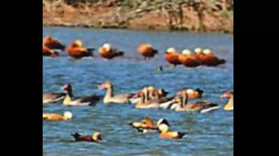 In Punjab, delay in arrival of migratory birds