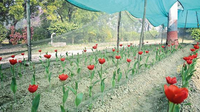 In warm December, Tulips bloom a winter surprise at Lucknow's NBRI
