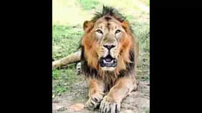 Etawah Safari loses yet another Asiatic lion, 3rd adult in 2023