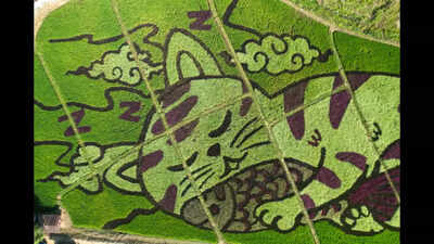 Thai farmer transforms rice fields into stunning cat art, see pictures ...