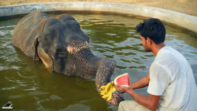 Former ‘Begging elephant’ Holly celebrates 5 years of freedom in Mathura
