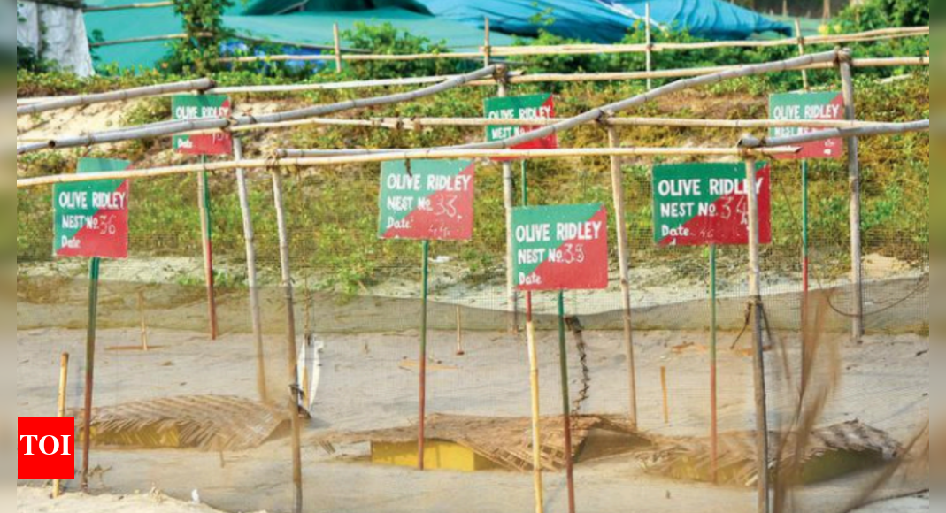 Curb noise pollution at all Goa events, including Sunburn: High court ...