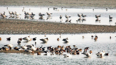Rajasthan proposes to develop 5 wetlands as Ramsar sites