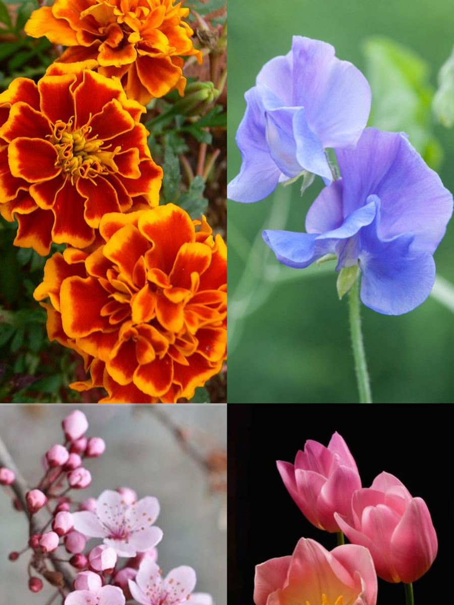 10 Flowers That Represent Kindness Times Now