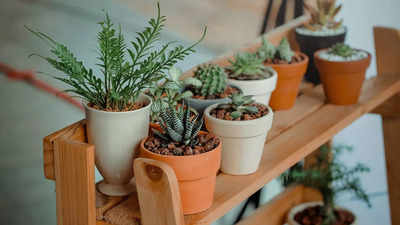 Invite health and positivity into your home with these spiritual plants