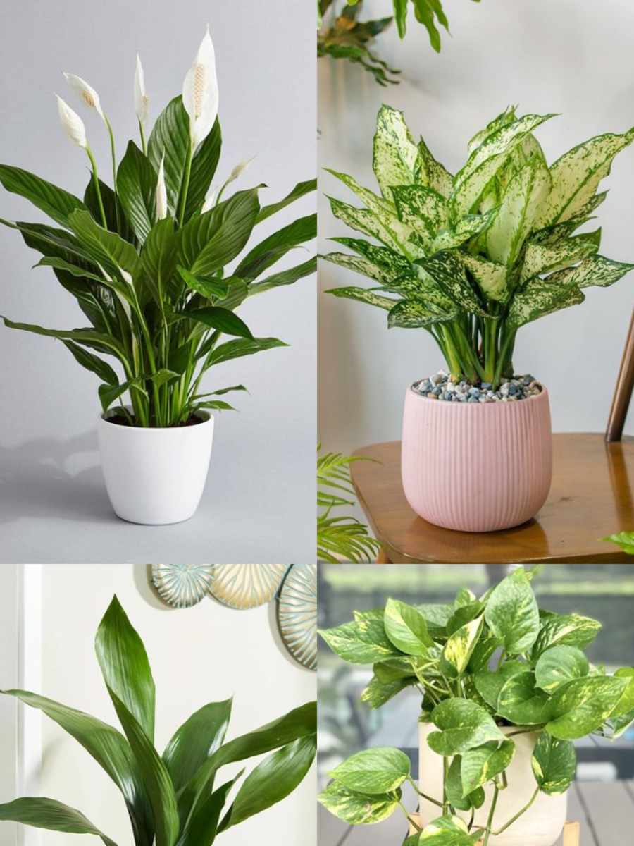 Indoor Plants That Don't Die in Winter Zoom TV