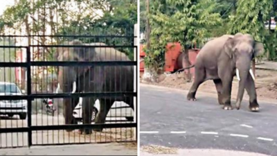 Elephant gate-crashes Haridwar court complex, chaos ensues