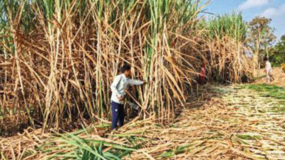 Pune, Nashik get 10.3% recovery rate for sugarcane, higher than others