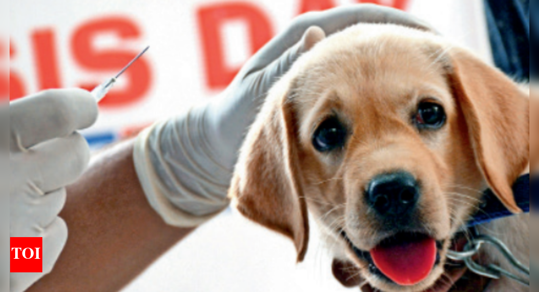 IIL setting up animal vax facility in Genome Valley Hyderabad News