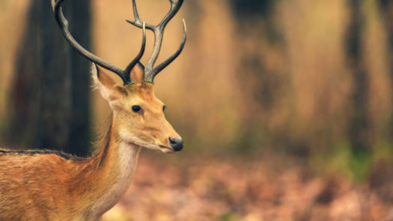 Zombie Deer Disease: What is the 'zombie deer disease' and can it spread to  humans? - Times of India