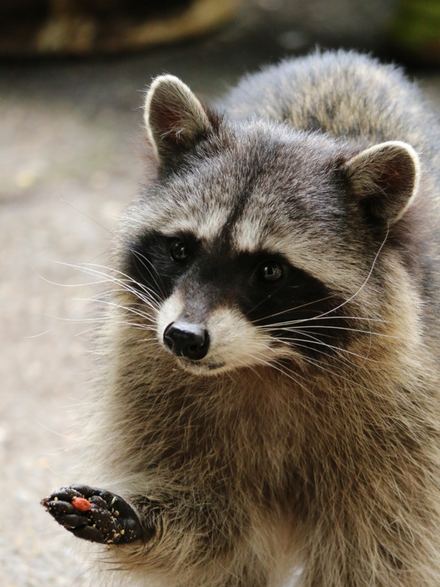 7 Cute Animals That Carry Rabies Times Now