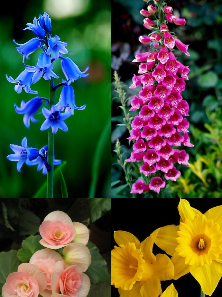 10 Flowers That Represent Jealousy Times Now