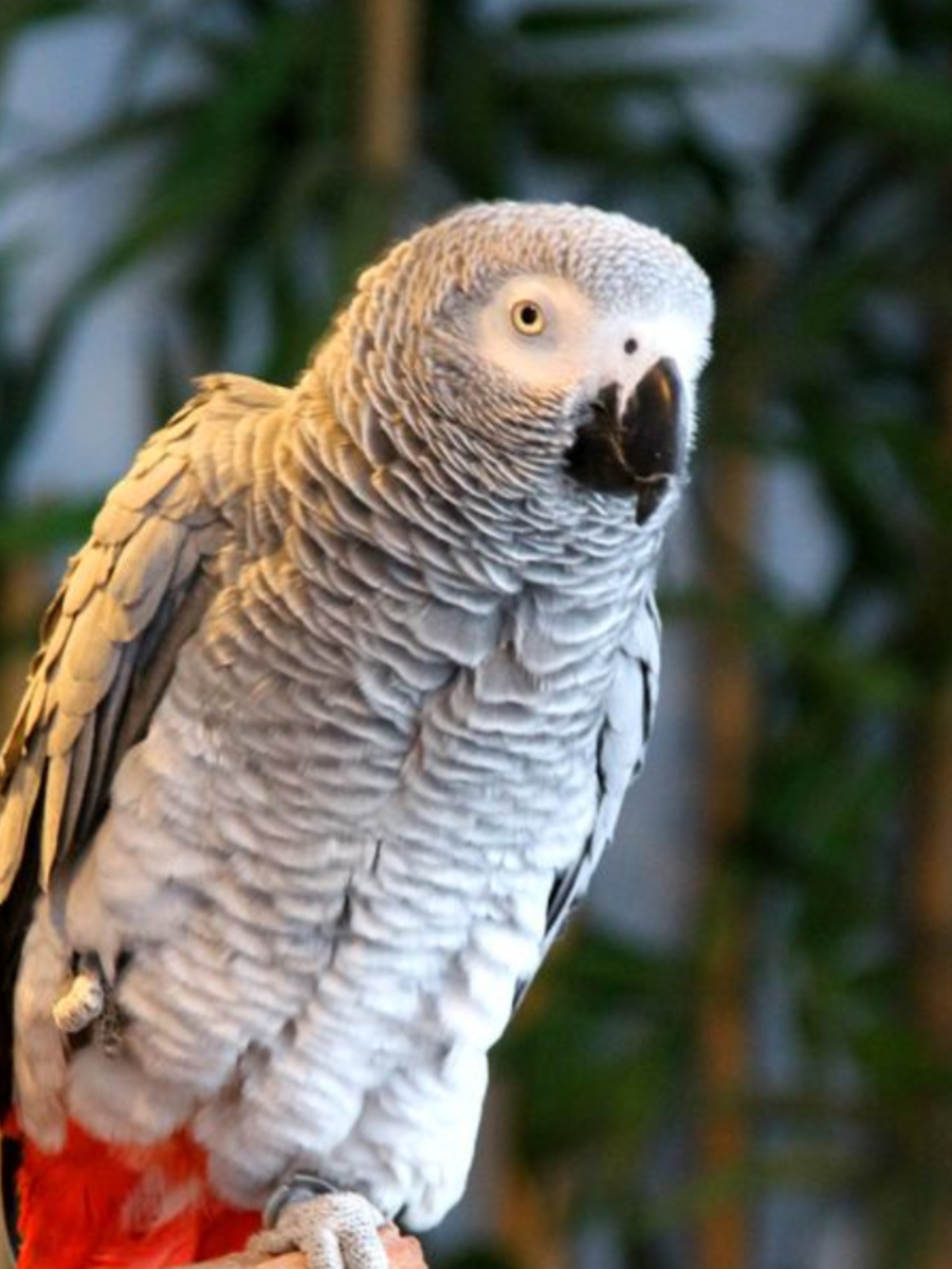 Top 7 Most Intelligent Birds On The Planet | Times Now