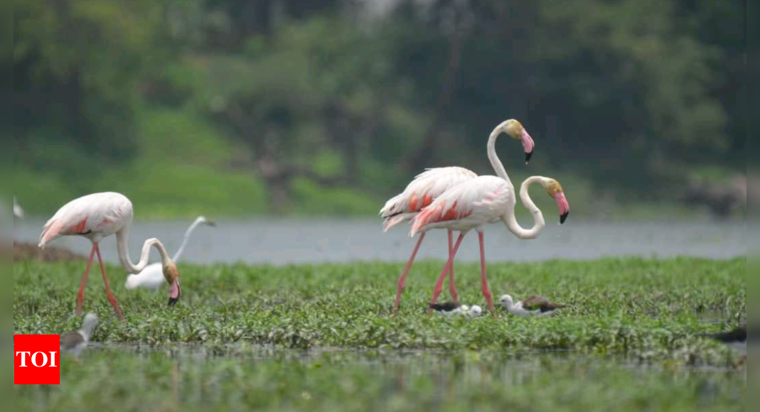 World Wetlands Day: Delegates from all Ramsar sites to gather at Sirpur to celebrate World Wetlands Day | Indore News