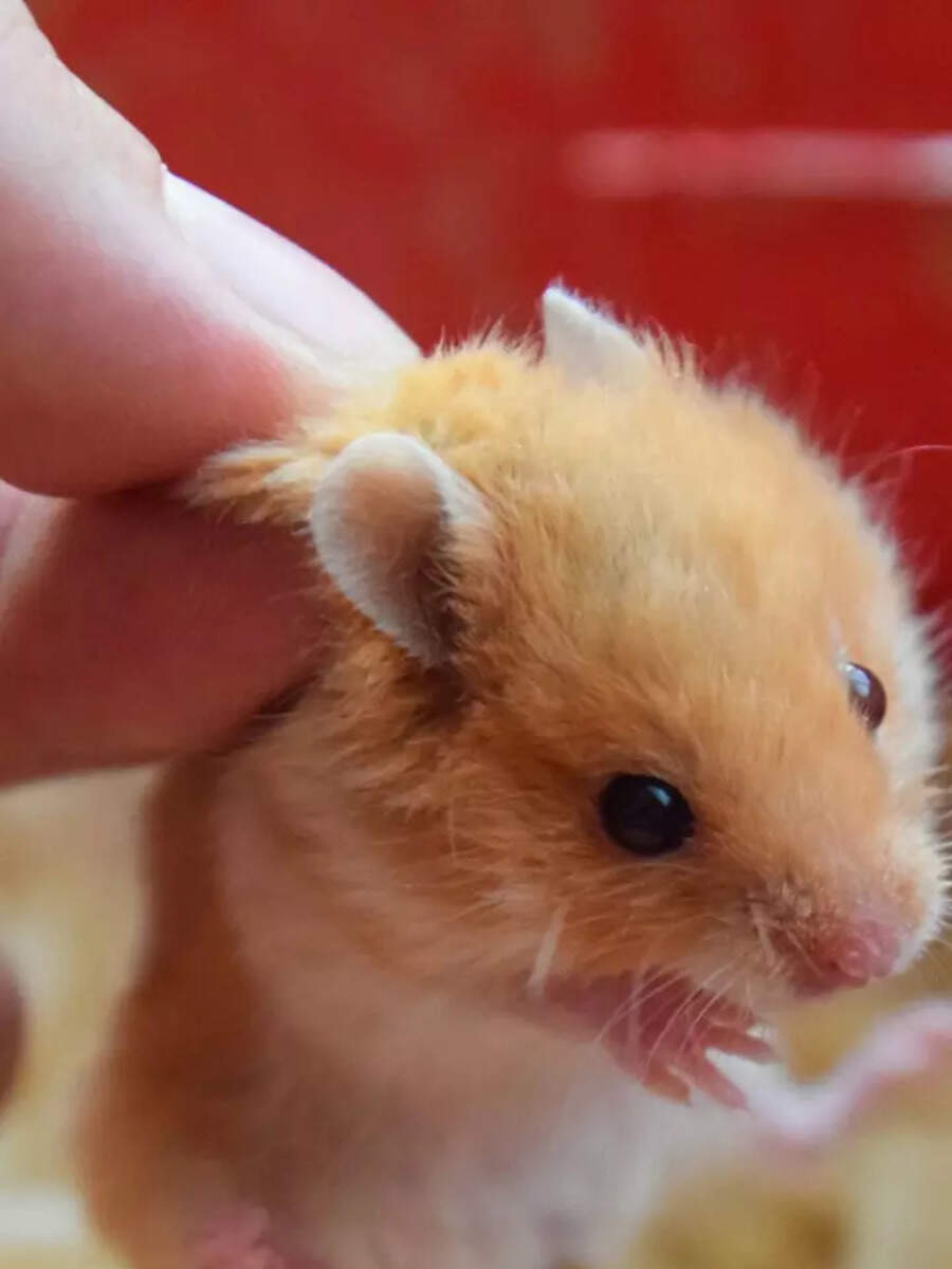 ​Animals who eat their own babies - Vimarsana News