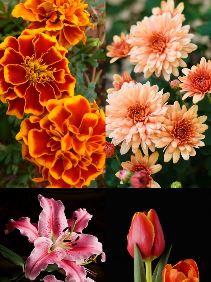 10 Flowers That Represent Happiness Times Now