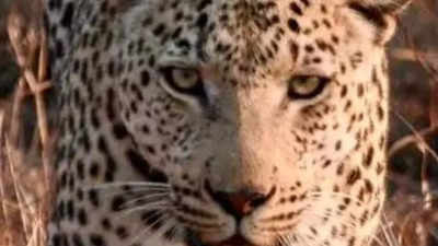 Leopard Scare: Leopard scare comes back to haunt devotees trekking up to  Tirumala