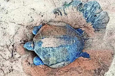 Olive Ridley Turtles: Olive Ridley Turtles Lay Eggs at Chavakkad Coast ...