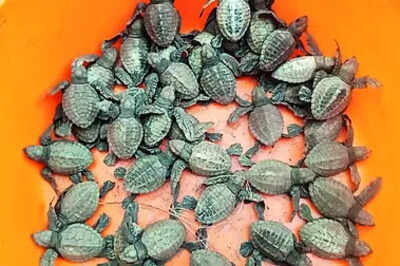 Olive Ridley Turtles: Olive Ridley Turtles Lay Eggs at Chavakkad Coast ...