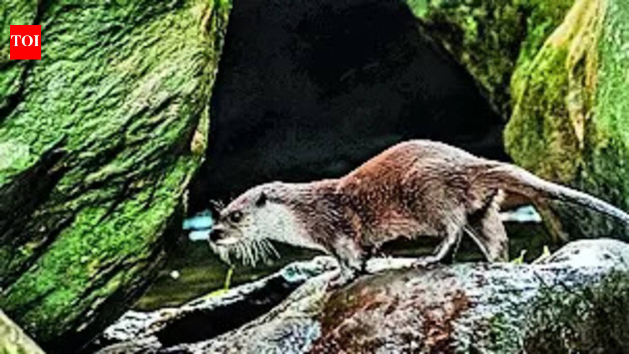 Eurasian Otter spotted in Kerala for the first time | Kochi News - The ...
