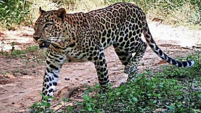 Tirumala: Leopard scare back to haunt trekking devotees