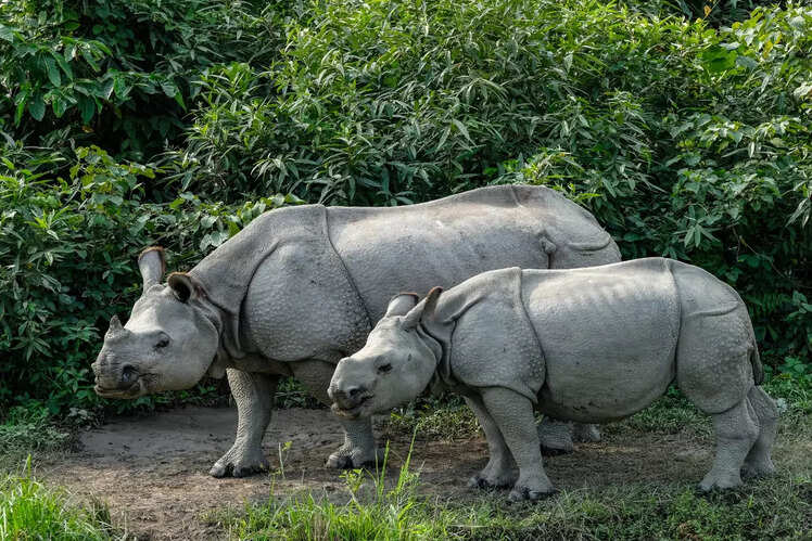 Dibru-Saikhowa National Park, Assam