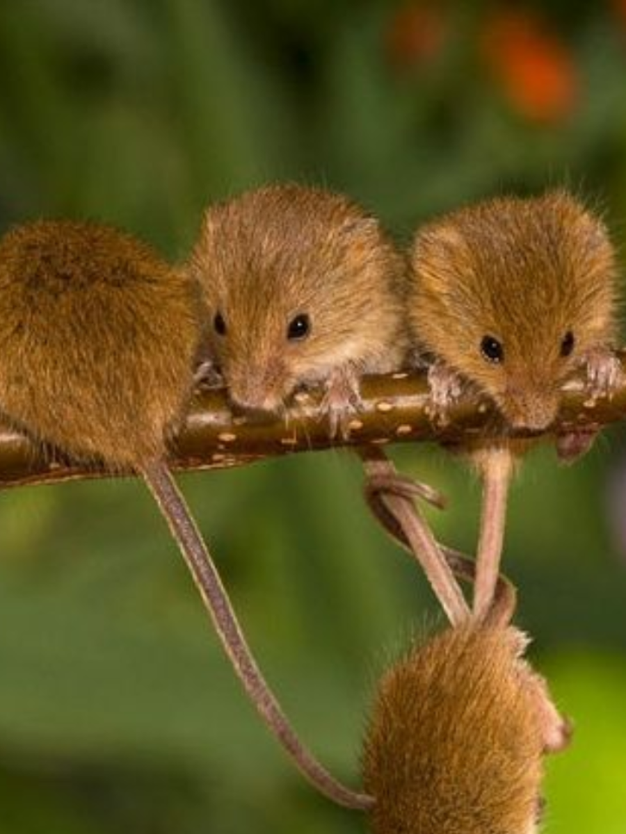 7 Animals Who Eat Their Own Babies Times Now