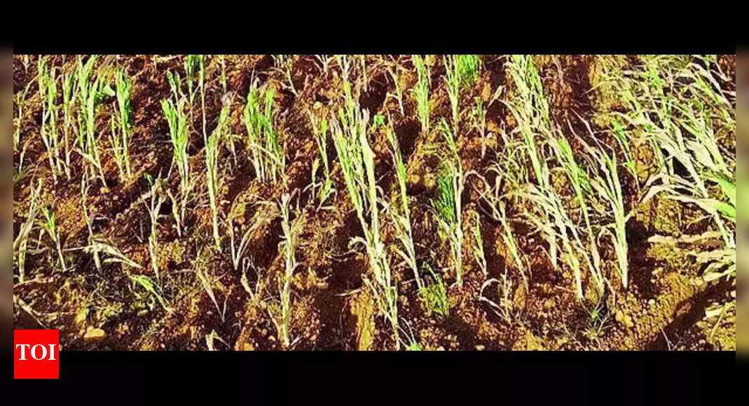 Delay in interim drought relief angers farmers | Bengaluru News - Times ...