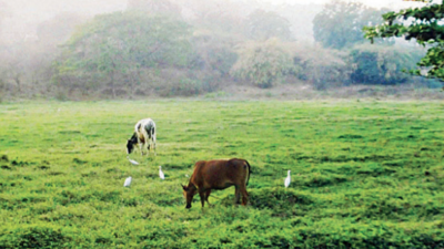 Entire Aarey a 'green zone' as state extends cover to last 326 acres