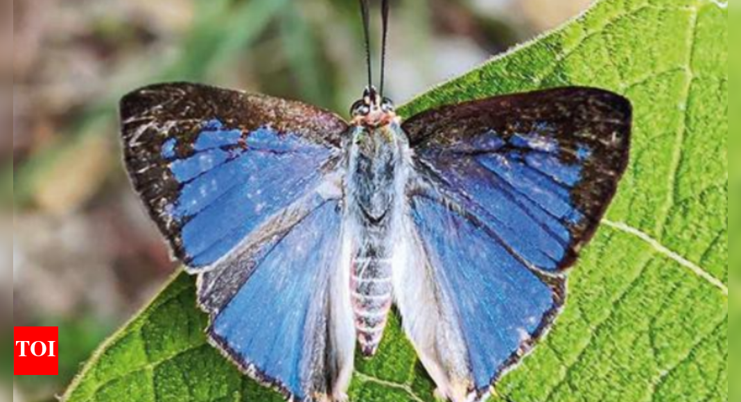 A new Silverline wonder discovered at Meghamalai | Thiruvananthapuram News - Times of India