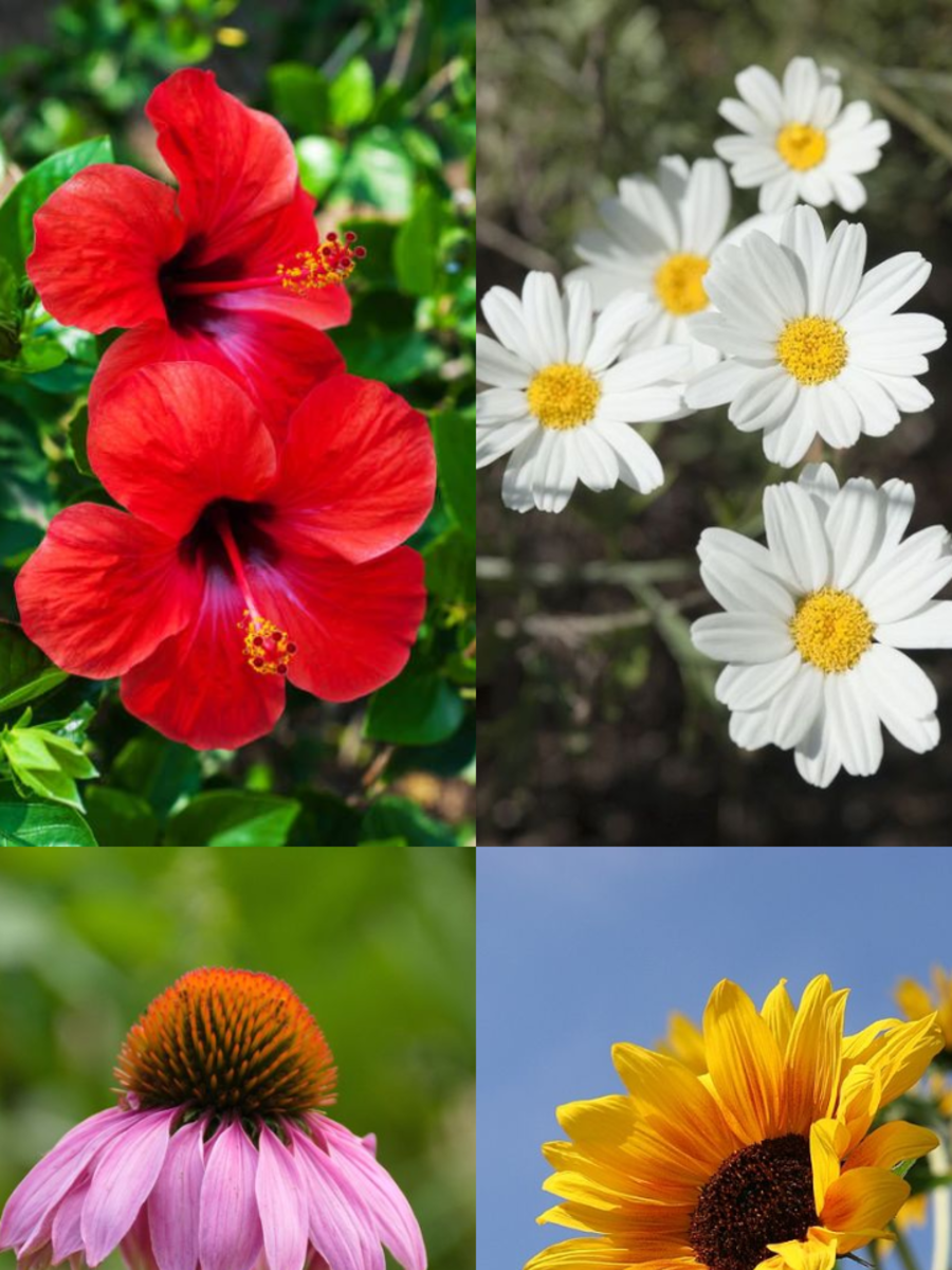 10 Flowers That Represent Healing Times Now