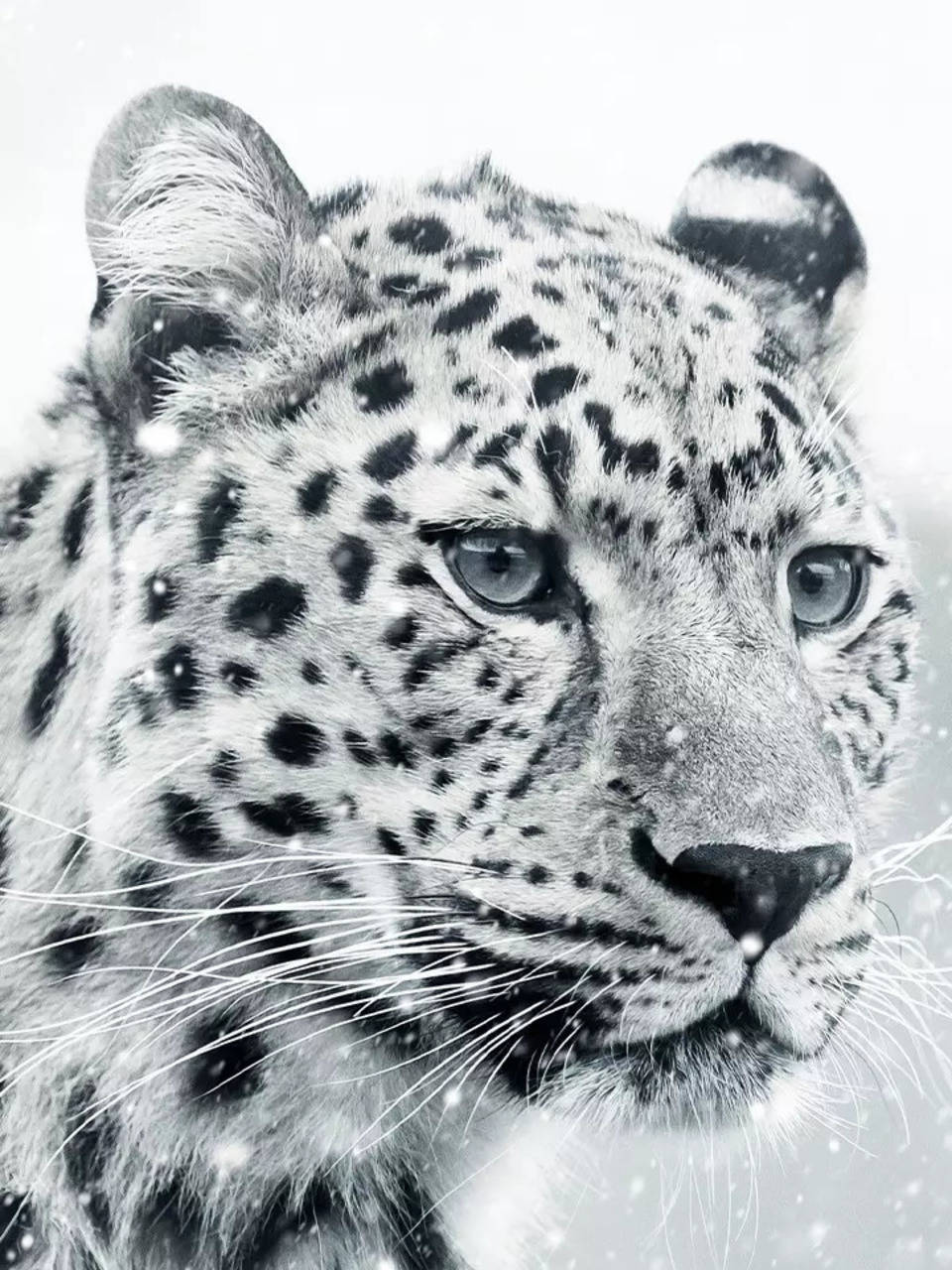 white leopard simple modern｜TikTok Search