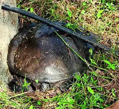 Turtle Poaching: Birder Foils Turtle Poaching in Banabitan Kolkata ...