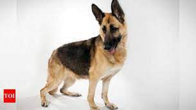 Noida News: German Shepherd bites woman in Noida apartment lift | Noida
