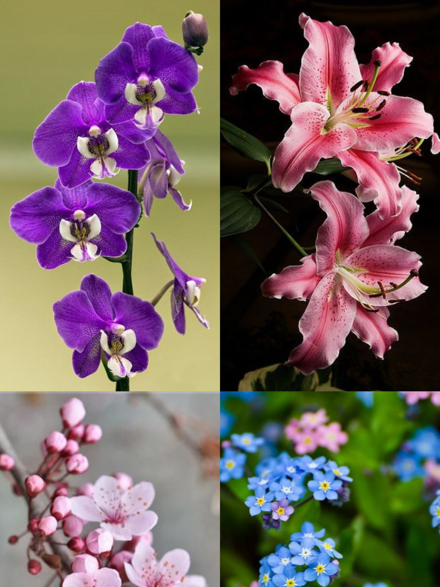 10 Flowers That Represent Love Times Now