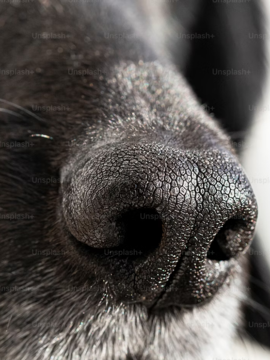 10 Animals With The Best Sense Of Smell Times Now