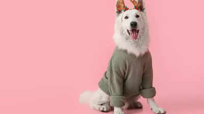Dog Winter Wear- Style Your Pet In This Winter
