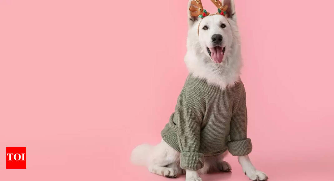 Dog Winter Wear- Style Your Pet In This Winter - The Times Reviews