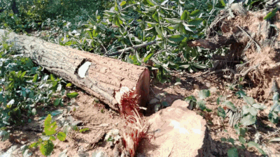 Tribal rights activists condemn large scale tree-felling in Hasdeo after “fake gram sabha”