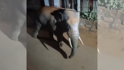 Tusker enters city outskirts