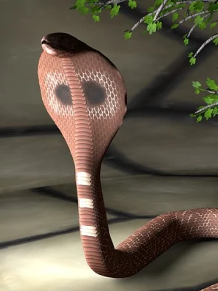 Top 10 Most Poisonous Animals In The World Times Now