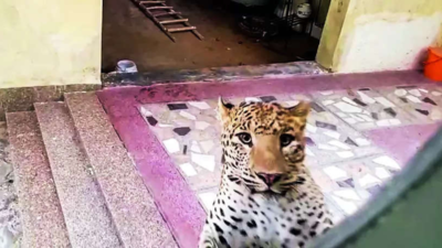 6 hours of chaos as leopard strays into Gurgaon village
