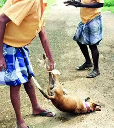 Dogs Poisoned To Death: 8 Dogs Poisoned To Death, 7 Rescued 