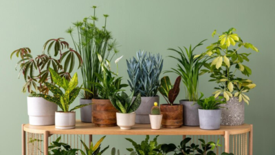 Plants For A Fresh And Vibrant Home