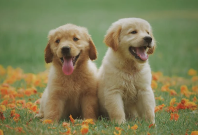 Tips and Tricks for a Well-Groomed Pet (January, 2026)