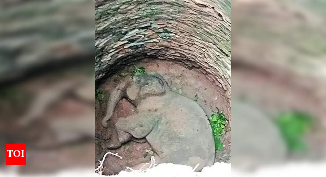 Elephant Falls: Elephant falls into well | Ranchi News - Times of India