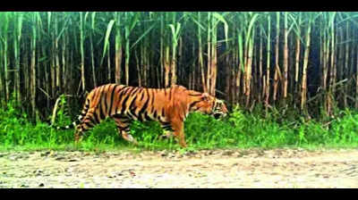 Wildlife conservationist writes to UP CM urging shift in big cat management