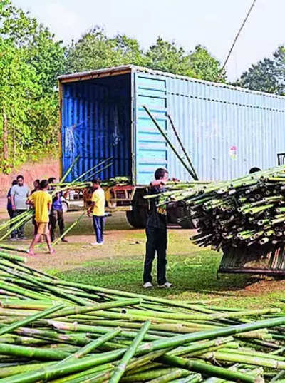 Assam Divyangs: Assam Divyangs Plant Bamboo for Ayodhya: A Historic ...