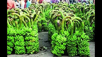 Burhanpur wins Special Mention for banana production