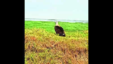 Pallas fish eagle sighted in Chilika after 10 years